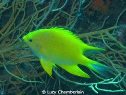 A Golden Damsel Fish, photographed in Thailand, August 2008 by Lucy Chamberlain 